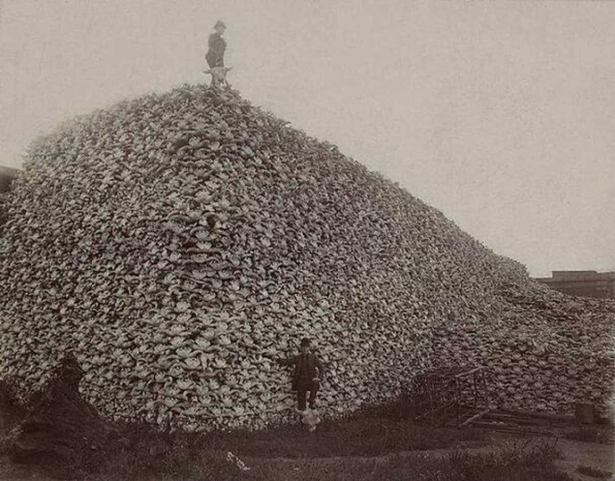 bison skulls