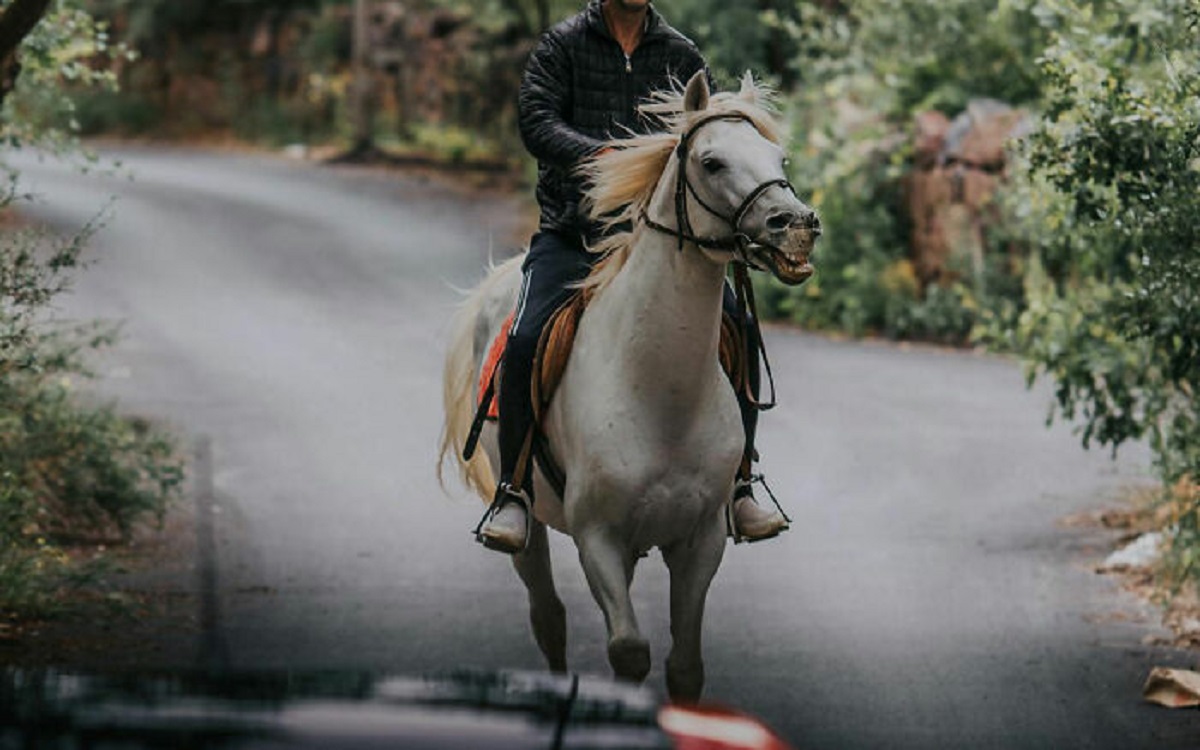 In 2015, a Louisiana man was arrested for drunkenly riding a horse on a highway. When detained, he said, "The horse knows the way home" and the sheriff concluded it did not constitute DUI.