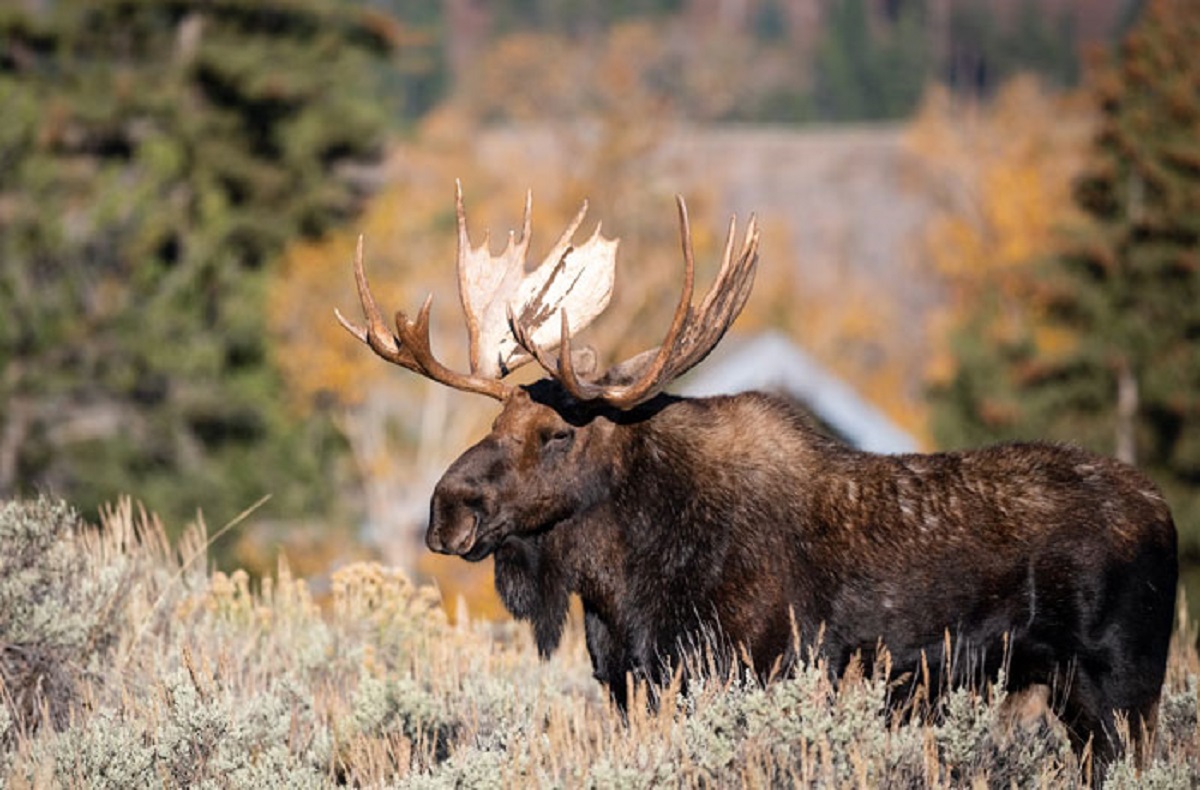 Moose. If they decide they don’t like you, they can f**k you up. Only orcas get to mess with them.