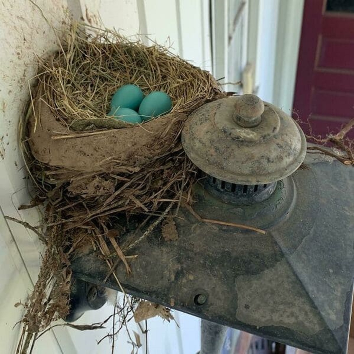 “We Were Going To Have A New Robin Family – Until Our Neighbor Poisoned His Lawn And The Parent Robins Ate From It And Died”