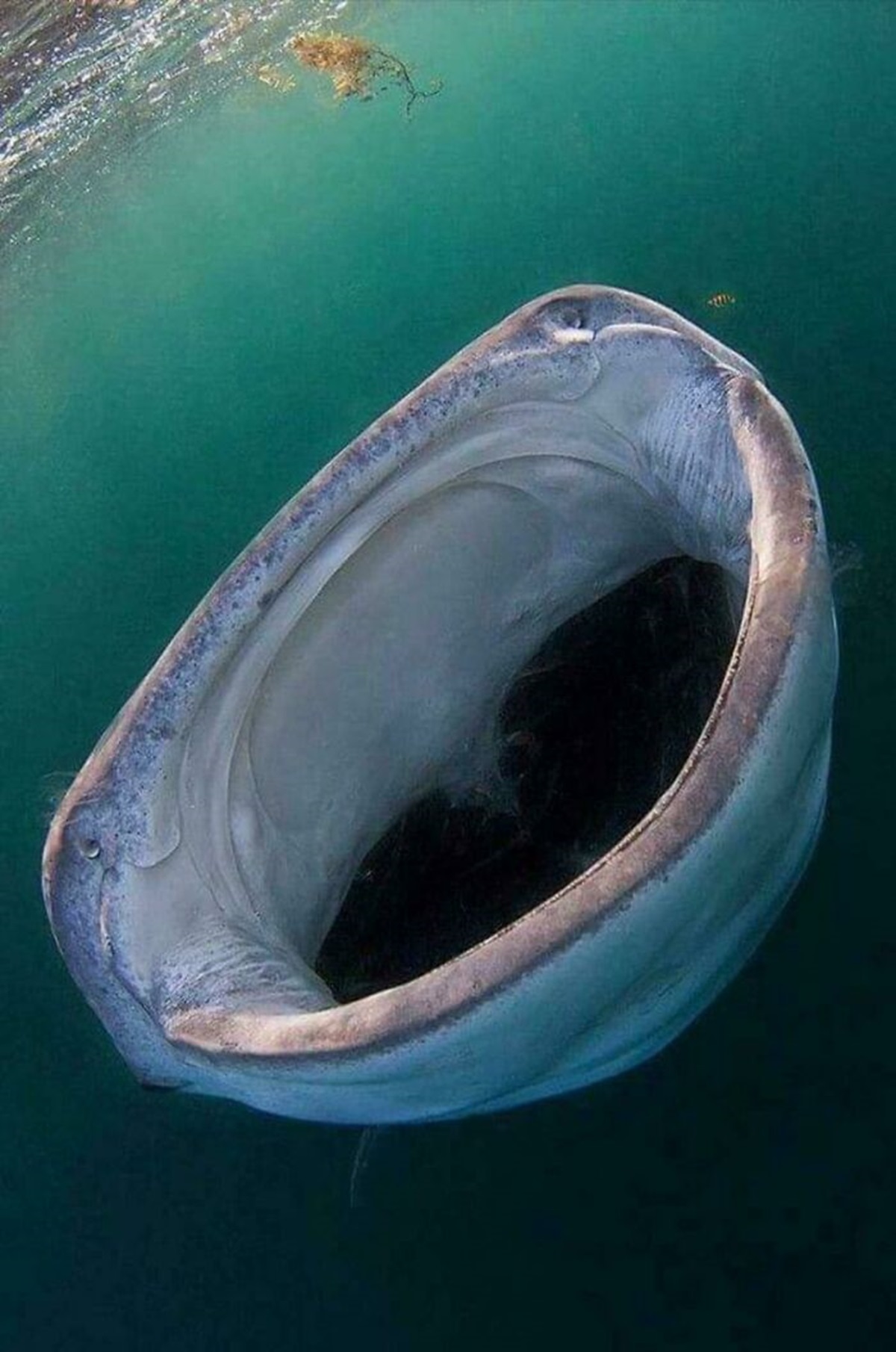 While Feeding, A Whale Shark’s Mouth Can Stretch To Over A Meter (4ft) Wide