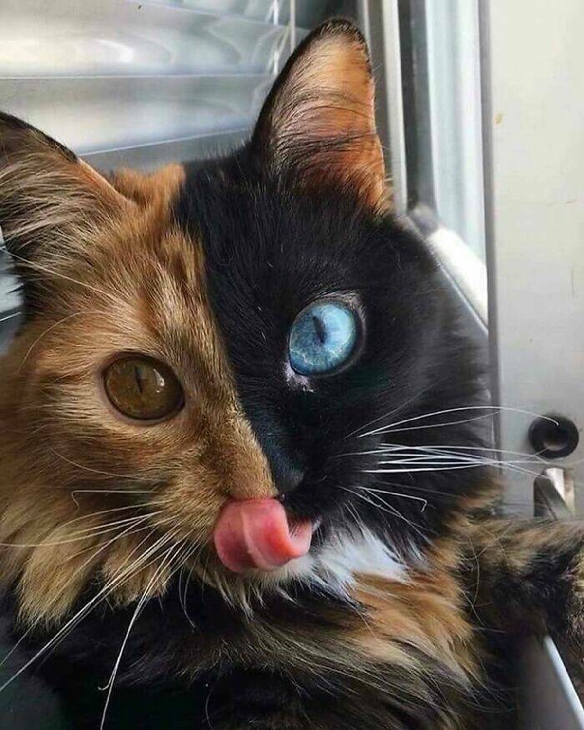 cat with two colored eyes