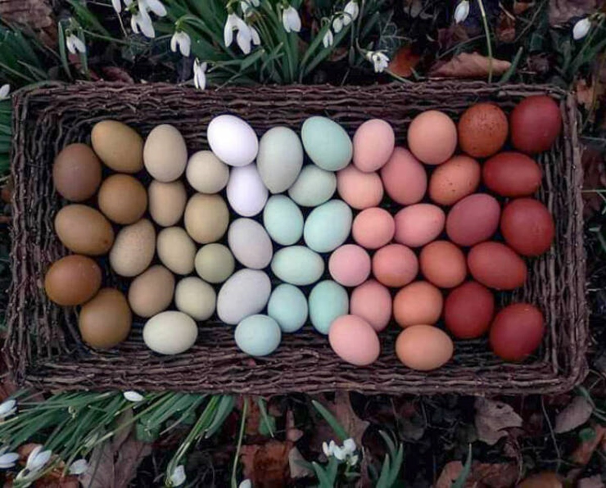 different color eggs