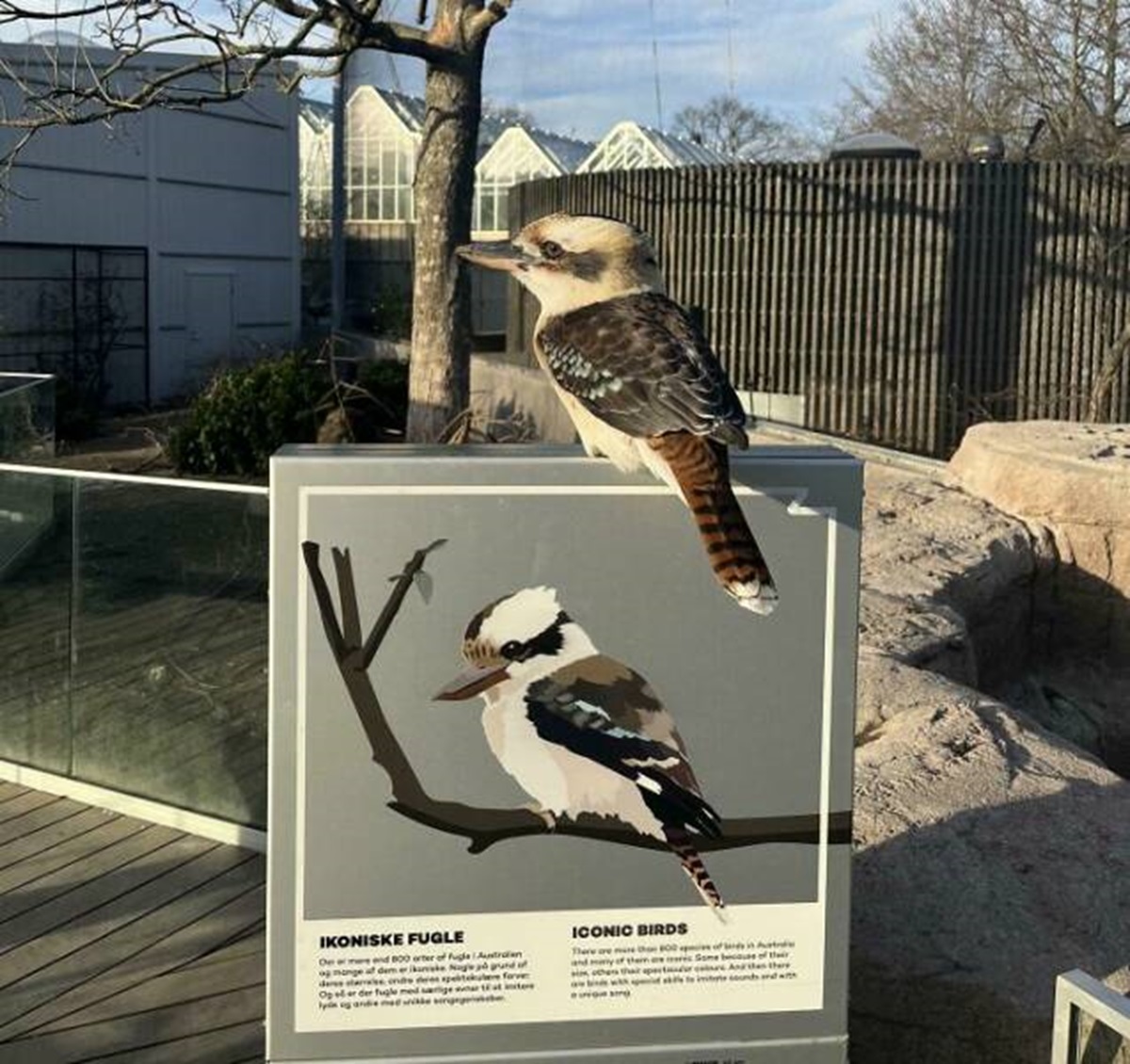 laughing kookaburra