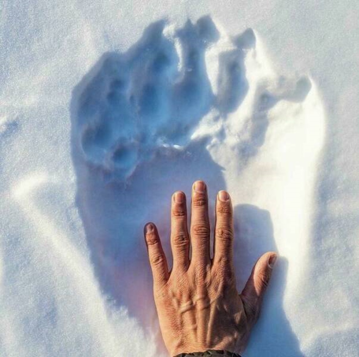 polar bear paw size vs human