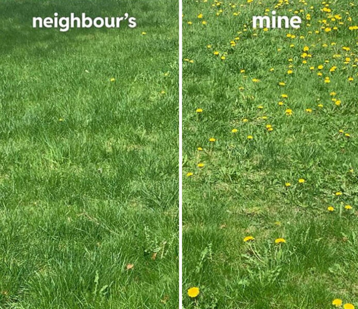 lawn - neighbour's mine