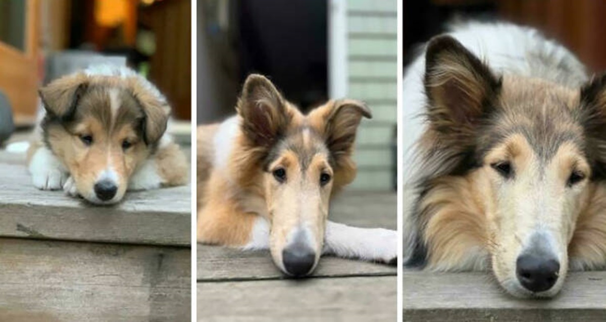 rough collie