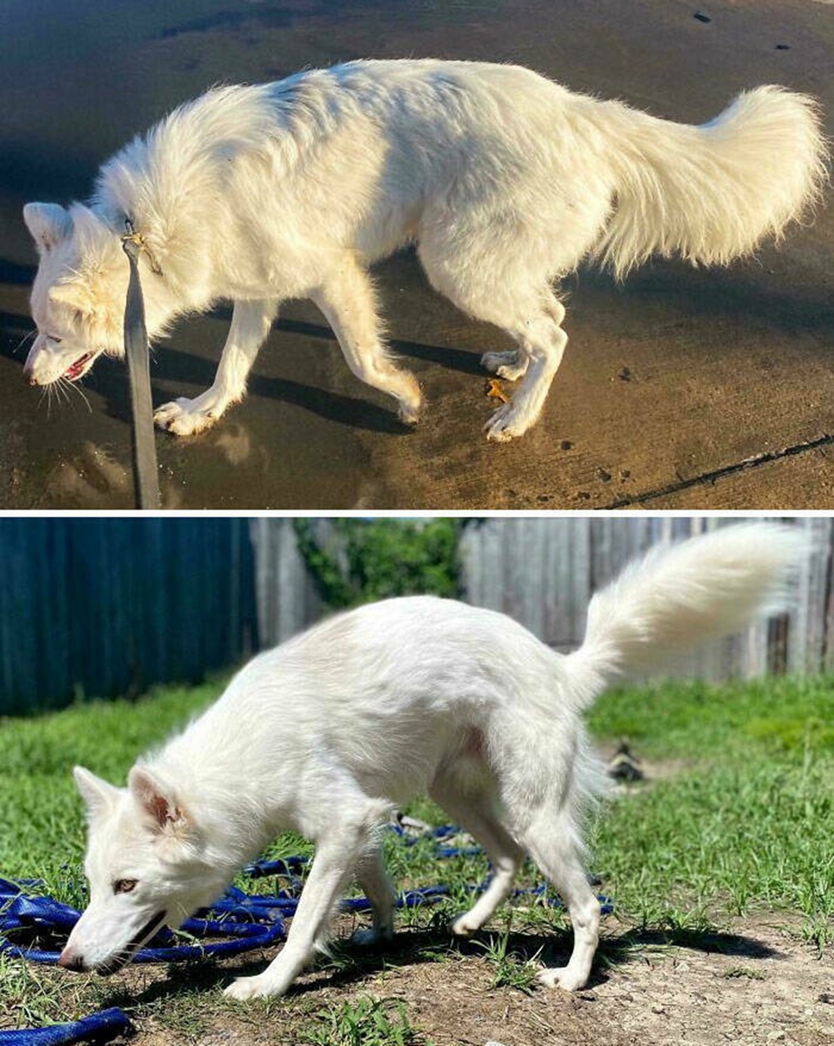 german shepherd winter coat vs summer coat