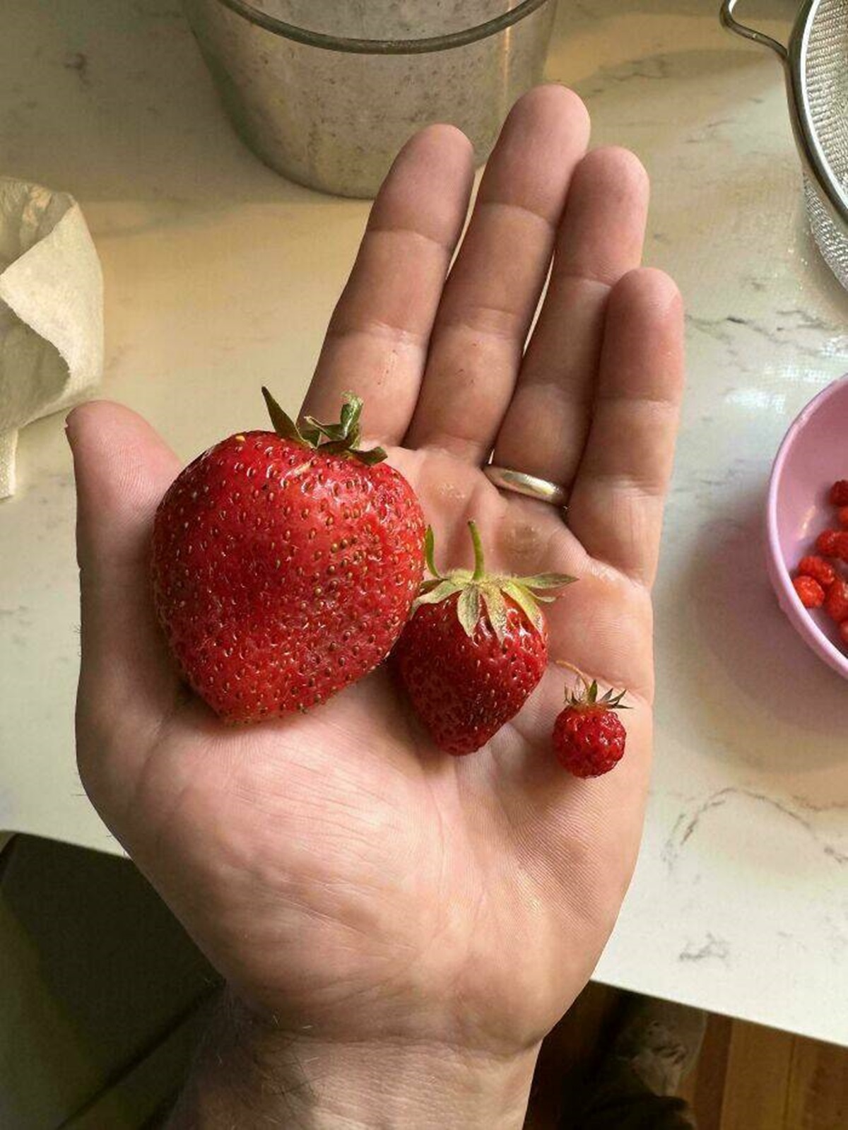 difference between wild strawberries and strawberries