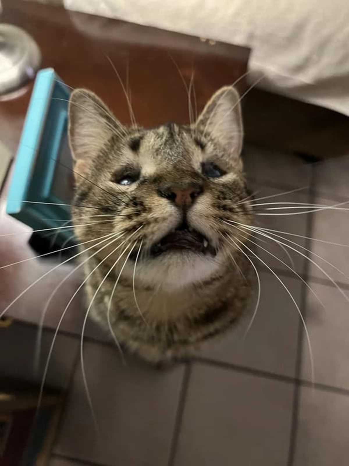 “My blind cat has abnormally long whiskers to compensate for her blindness”