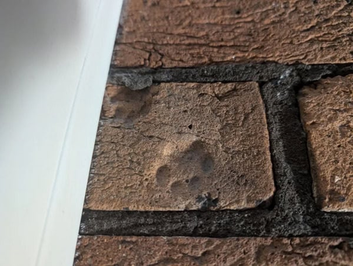 “This brick in my bedroom wall has two little paw prints in it.”