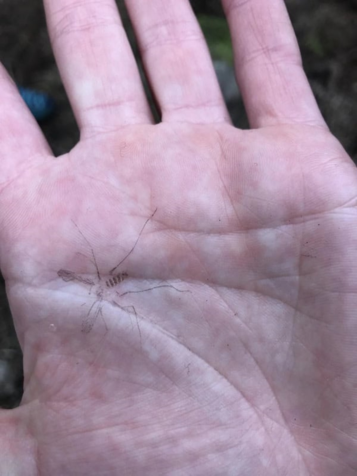 “Squished mosquito, left perfect imprint”