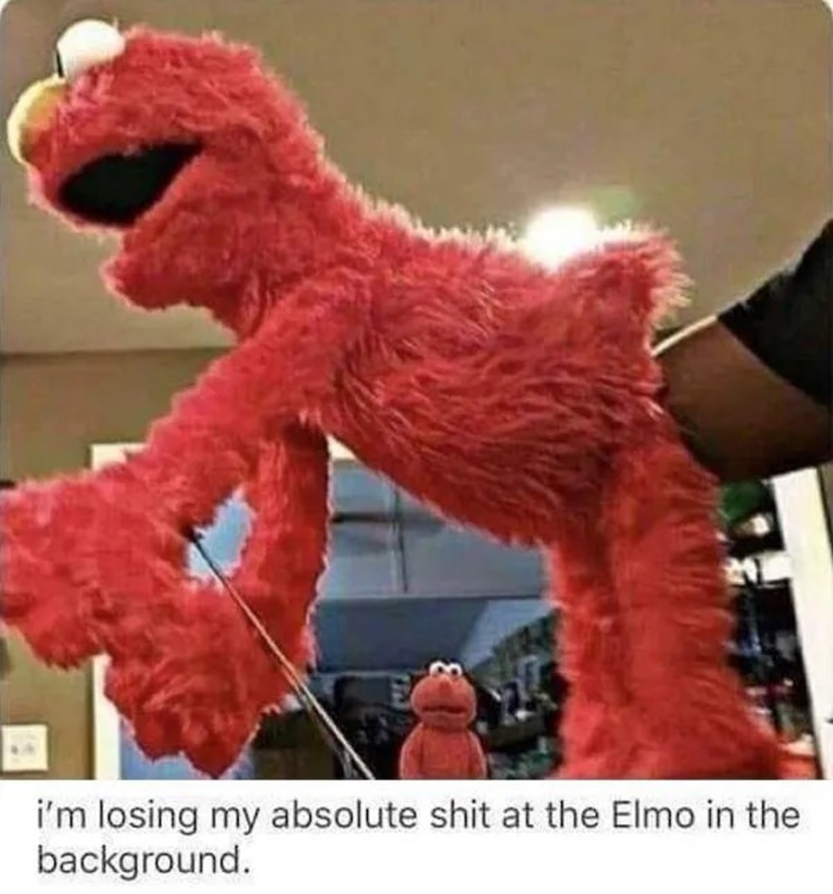 elmo cursed - i'm losing my absolute shit at the Elmo in the background.