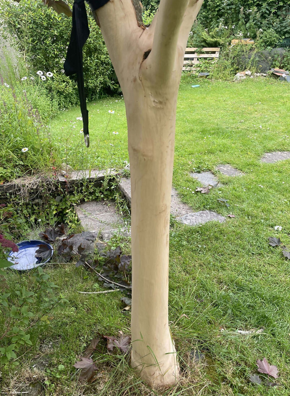 My Friend Drunkenly Stripped One Of My Garden Trees Of Its Bark