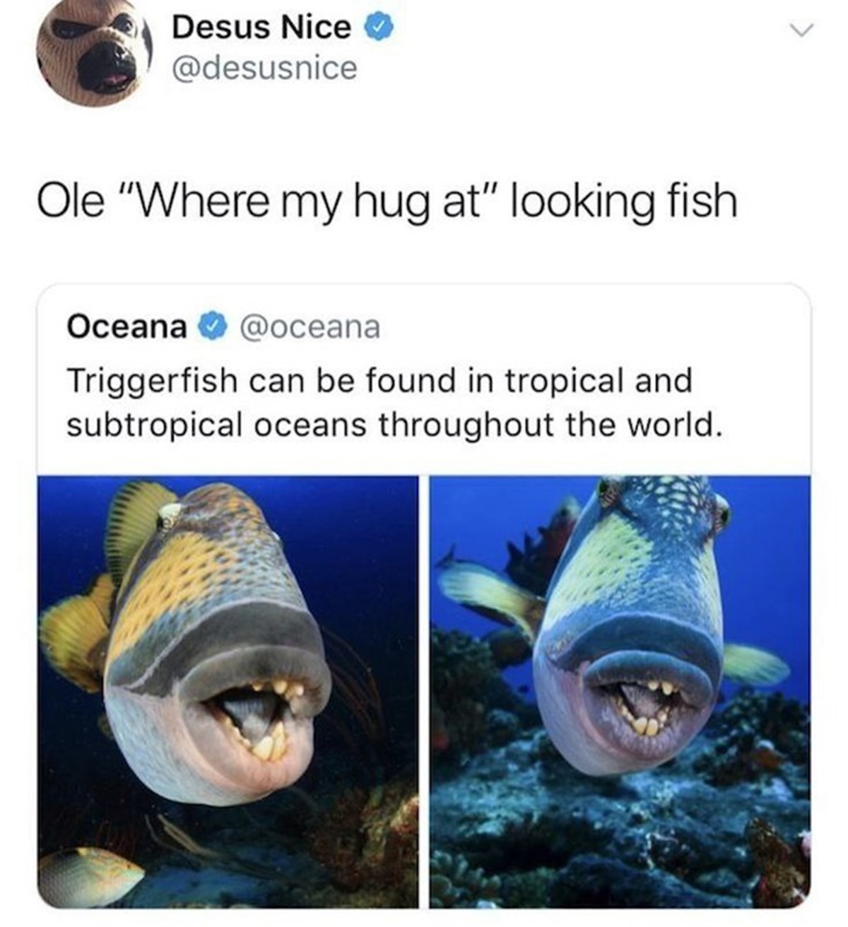 triggerfish meme - Desus Nice Ole "Where my hug at" looking fish Oceana Triggerfish can be found in tropical and subtropical oceans throughout the world.