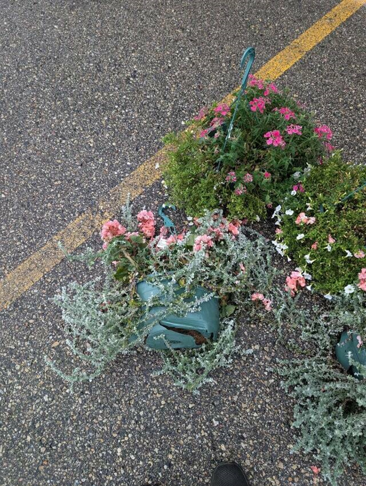 garden roses