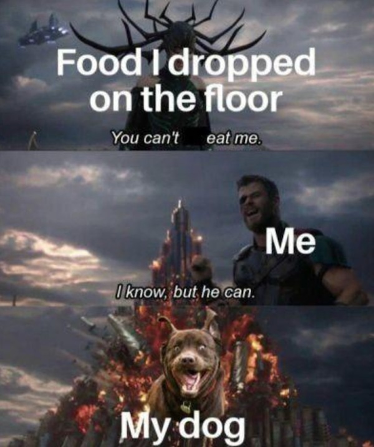 office marvel meme - Food I dropped on the floor You can't eat me. I know, but he can. Me My dog