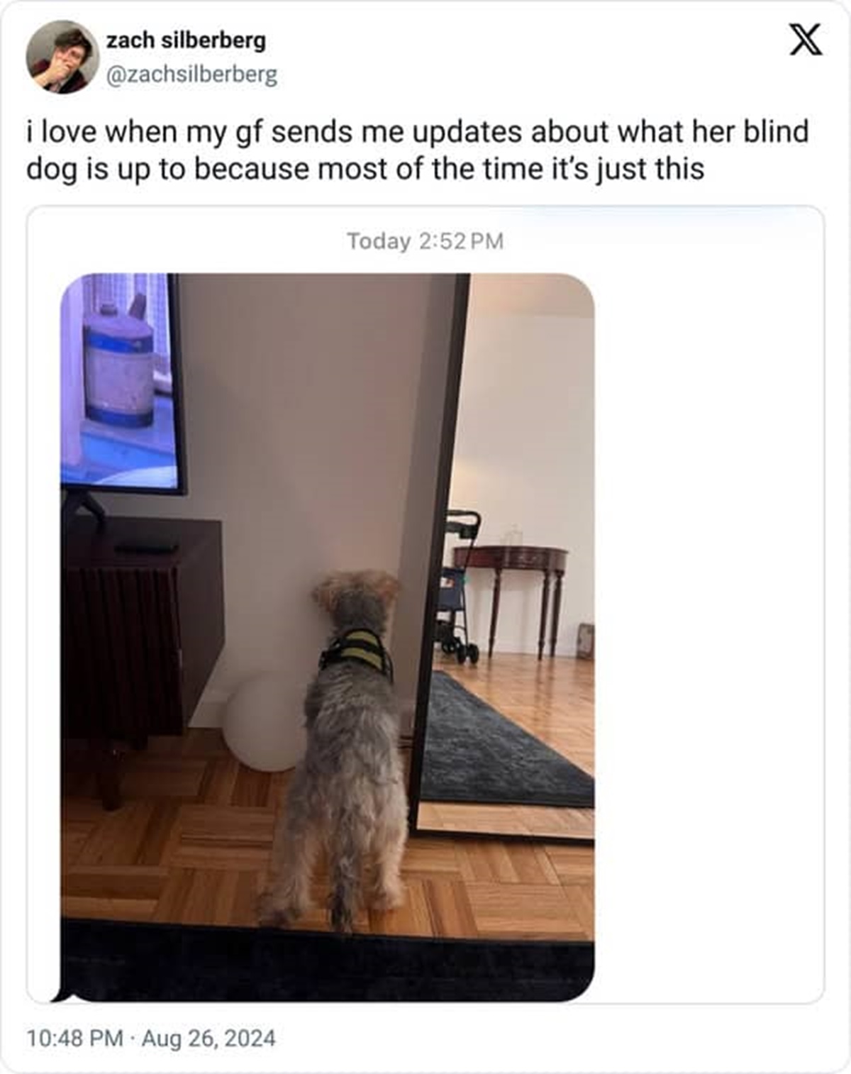 glen of imaal terrier - zach silberberg X i love when my gf sends me updates about what her blind dog is up to because most of the time it's just this Today