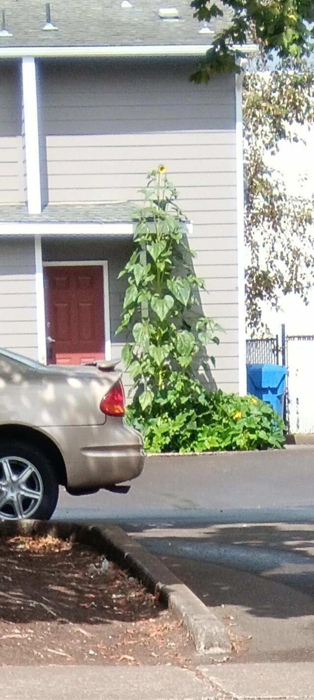 "My neighbors sunflower has a comically small bloom for it's massive size."