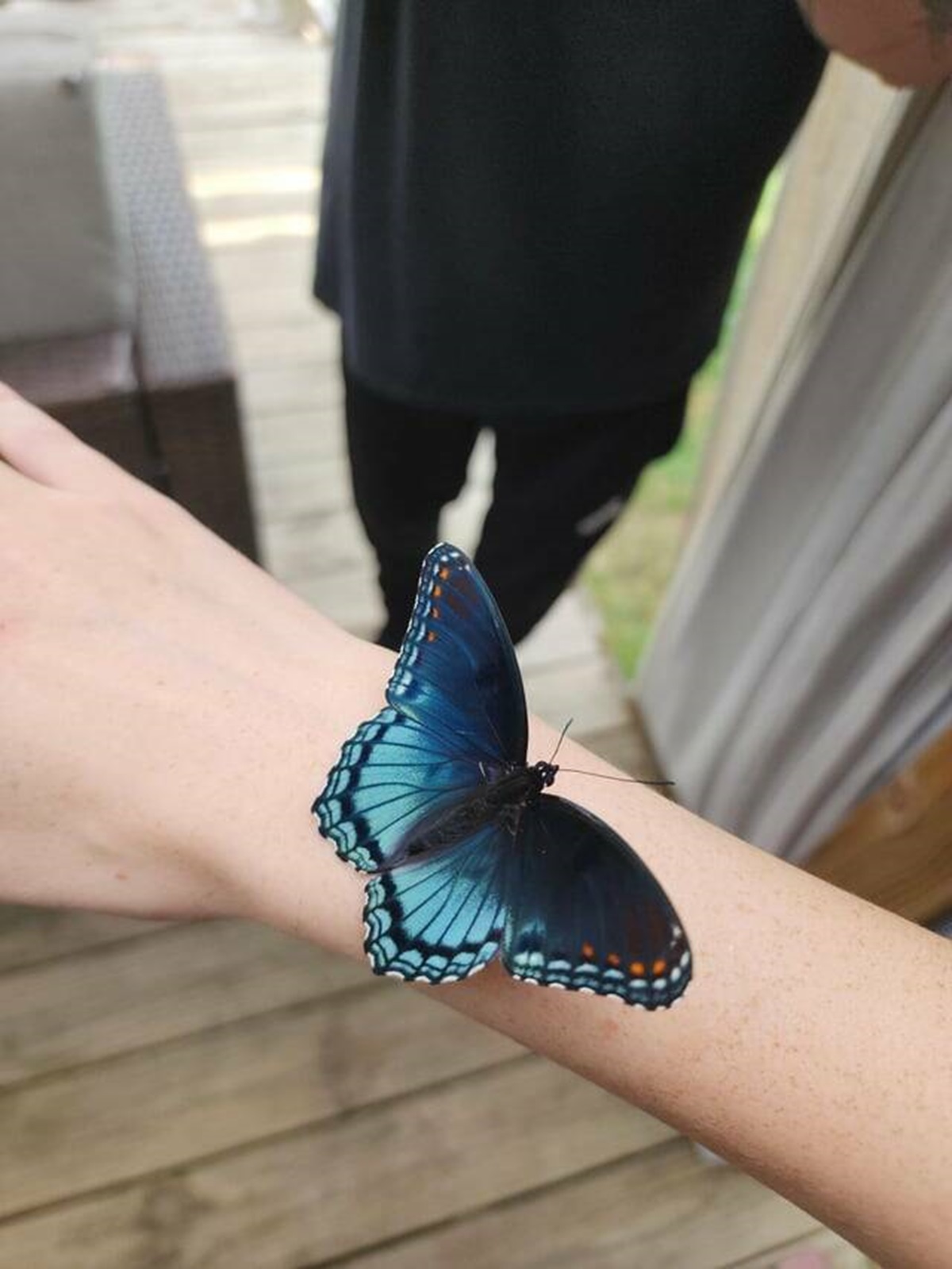 "Beautiful butterfly landed on me today"