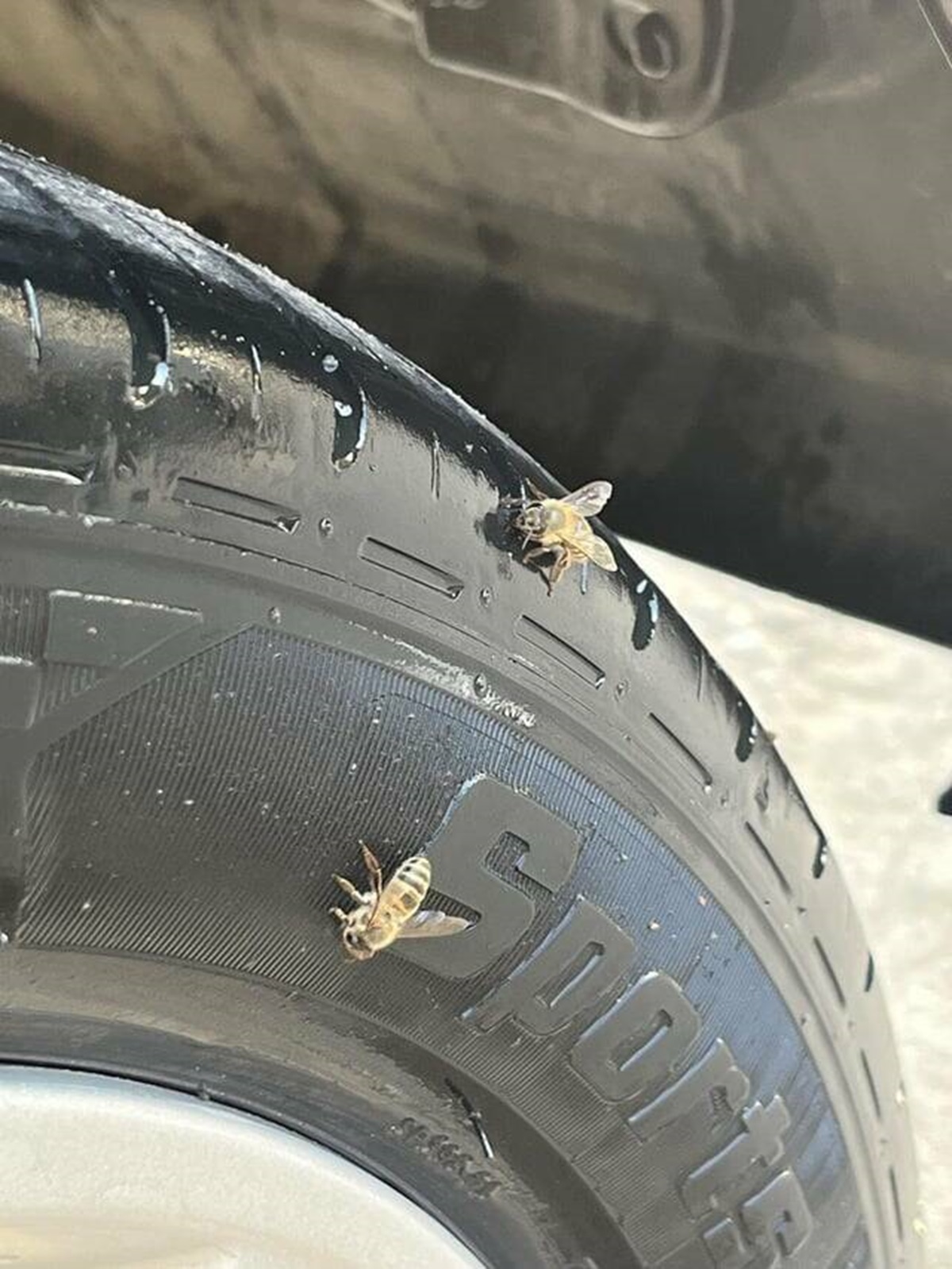 "Worker at the car wash applied something to make my tires more black and it attracted bees"