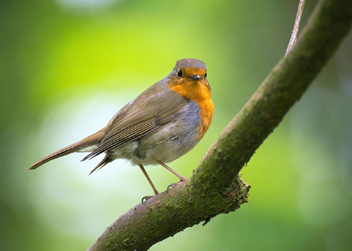 The Covid lockdowns were there to replace the birds with bird-like drones.