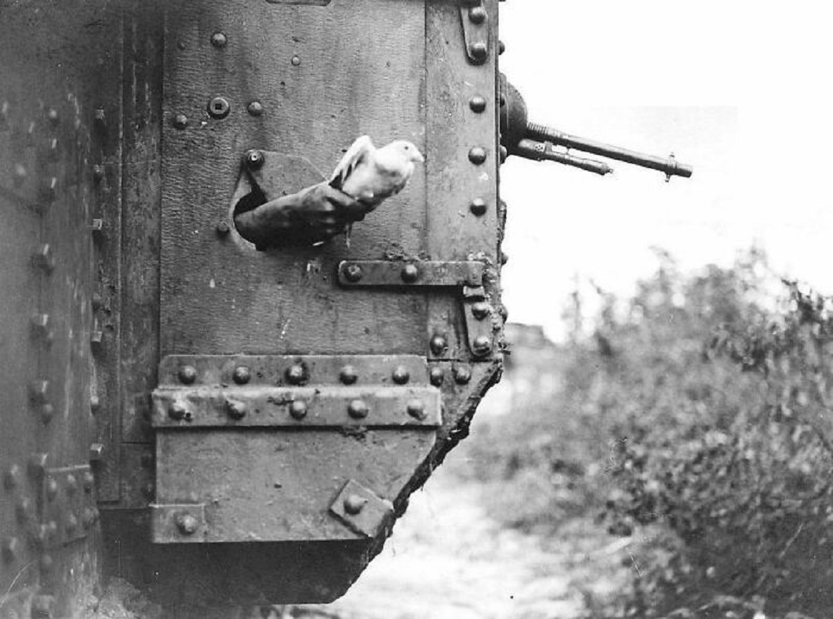 pigeon being released from a tank