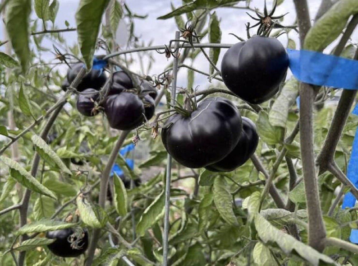 These goth tomatoes that are honestly metal as hell: