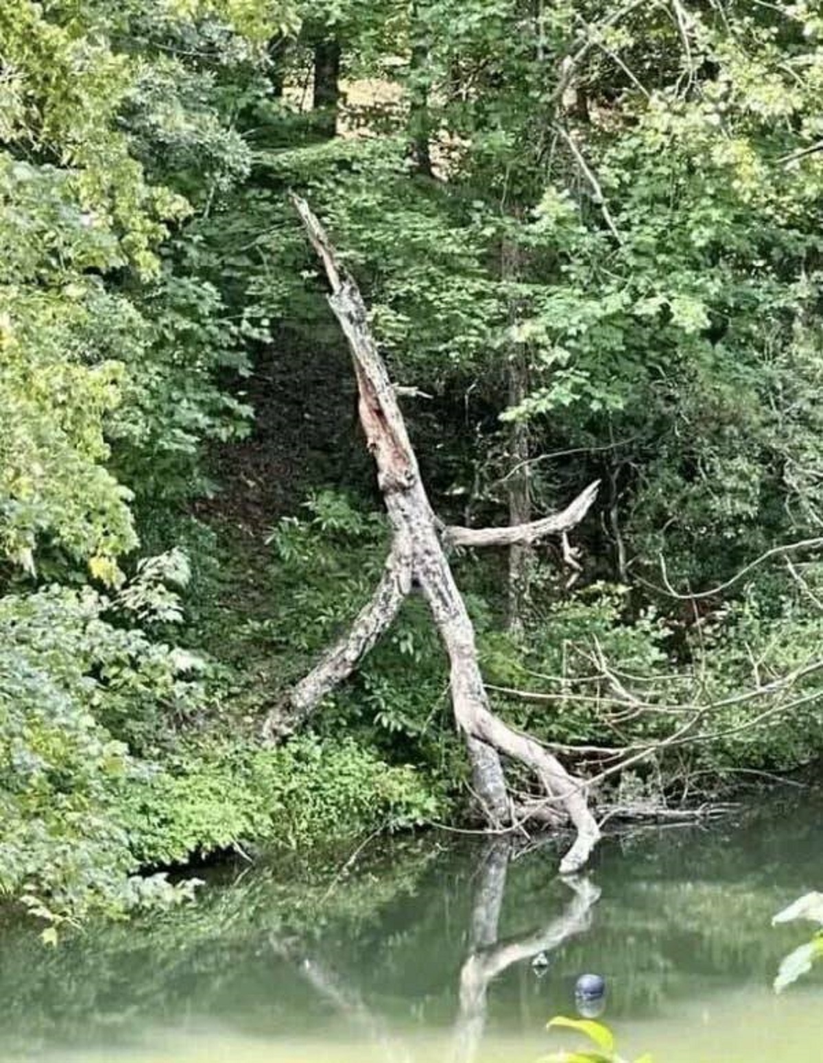 This tree that begs the question, "If a tree walks away in the middle of the woods and no one's around to hear its footsteps, did it even make a sound?"