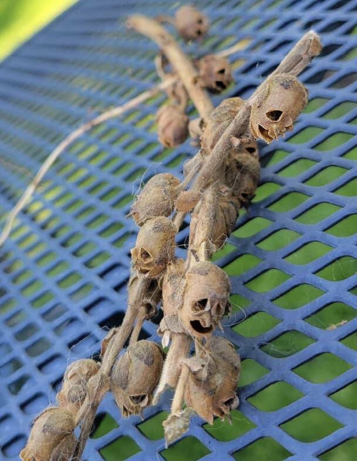 These dried seed pods that look a whole lot like they're housing the souls of the damned: