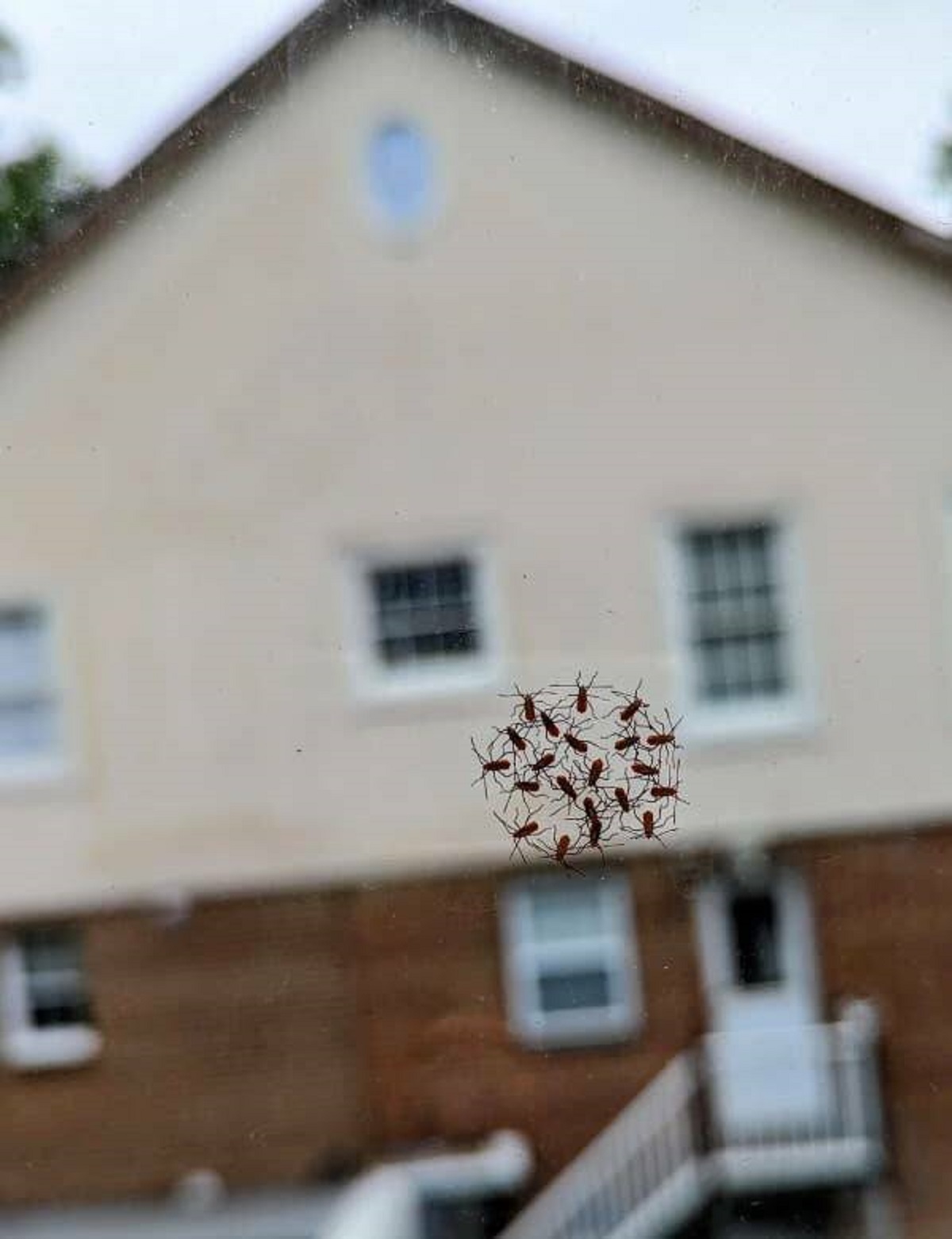 These lil red bugs making a lil red circle that feels a bit like they're summoning a lil red bug demon: