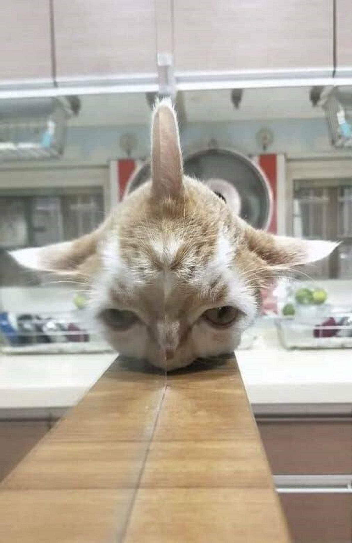 This cat that seemingly spawned a third ear so they could hear their dinner hit the bowl 0.02 seconds faster than before: