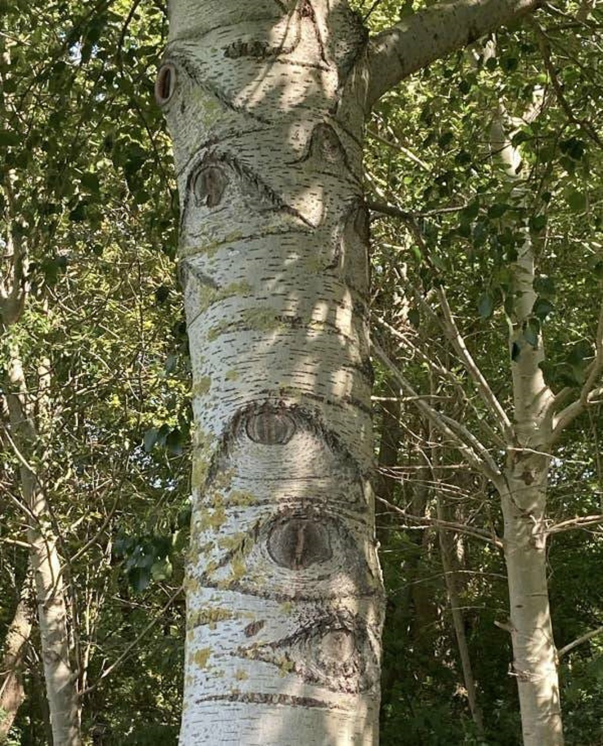 And finally, thi- WATCH OUT! I think this tree is watching you!