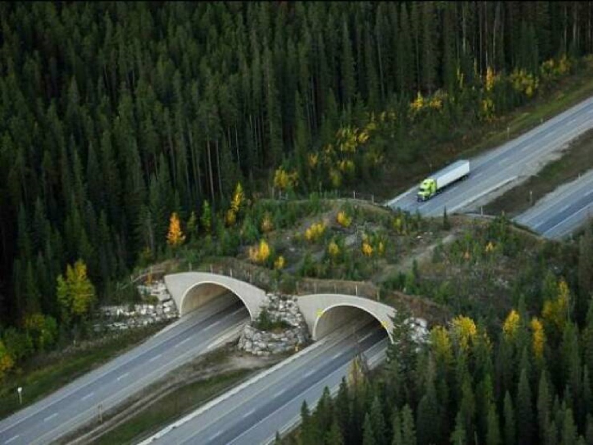 "Wildlife Overpass, Trans-Canada Highway, Banff National Park, Canada. The 38 Passes And Fencing Have Reduced Wildlife-Vehicle Collisions By More Than 80%"