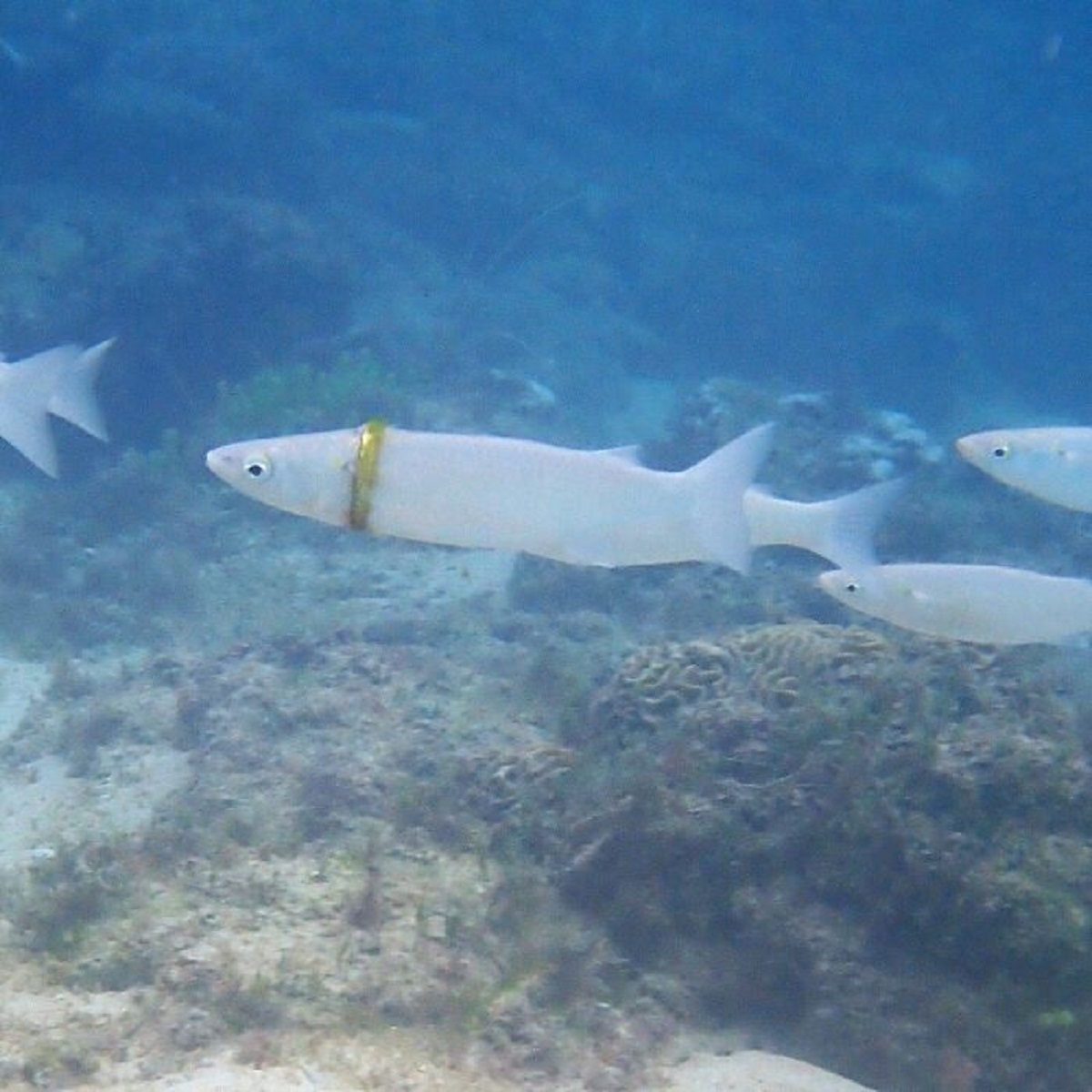 fish found with wedding ring