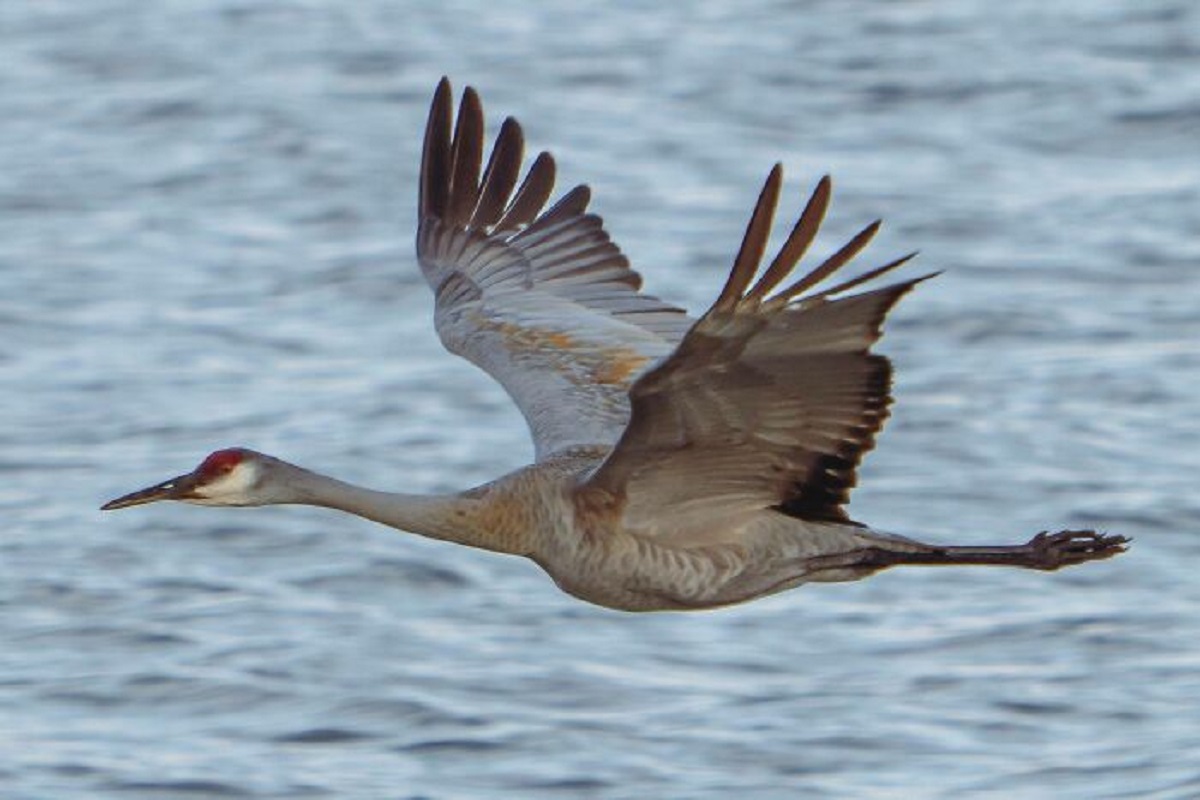 sandhill crane