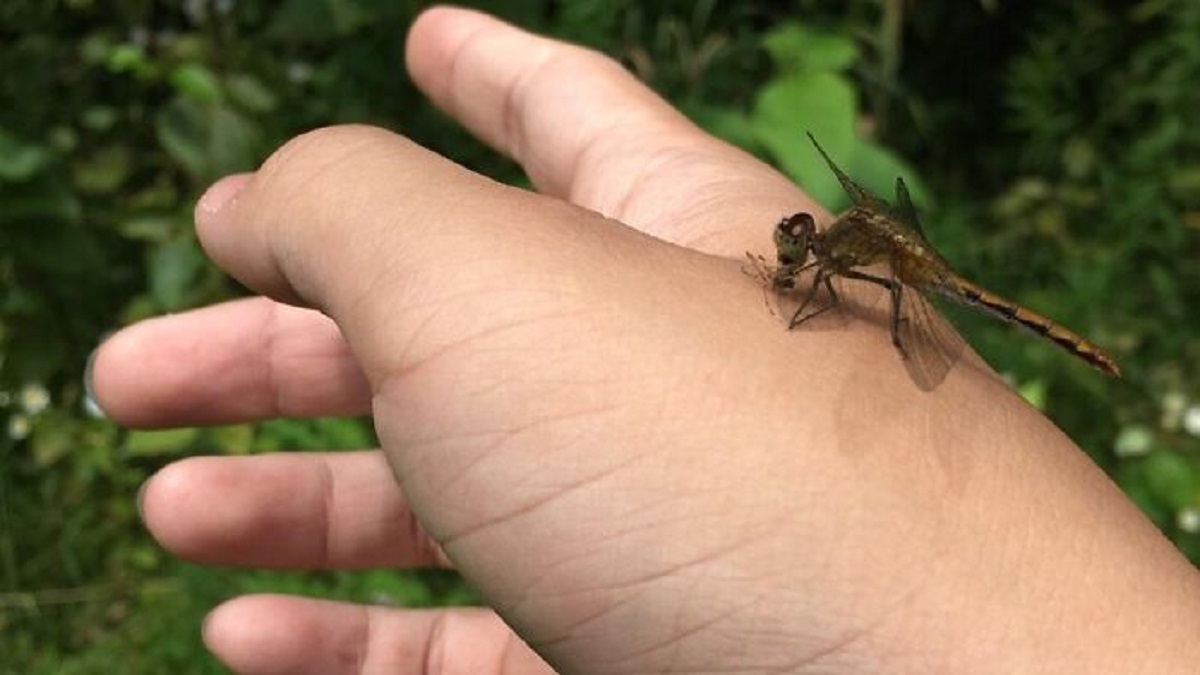 dragonfly eat mosquitoes