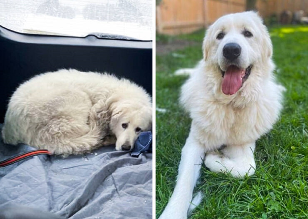 “My boy Dodger. Rescue day to 6 months later”