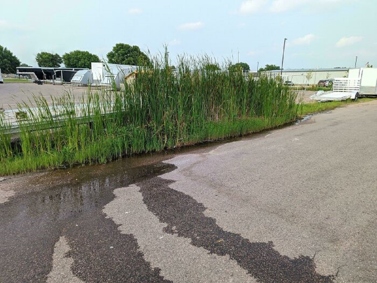 My Workplace's Air Conditioner Condenses So Much Water That It's Growing Cattails At The End Of The Parking Lot