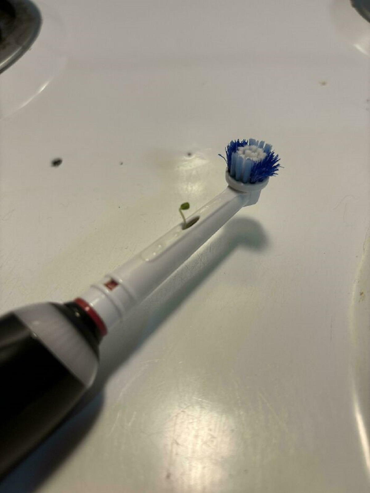 A Chia Seed Sprouted From My Toothbrush