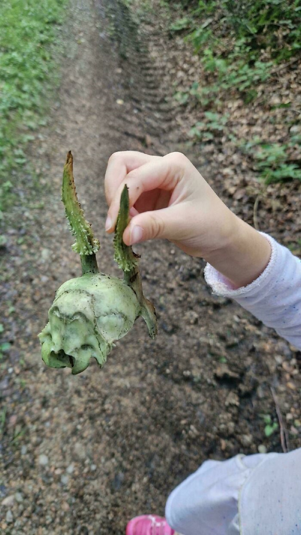 Found A Small Deer Skull In The Woods