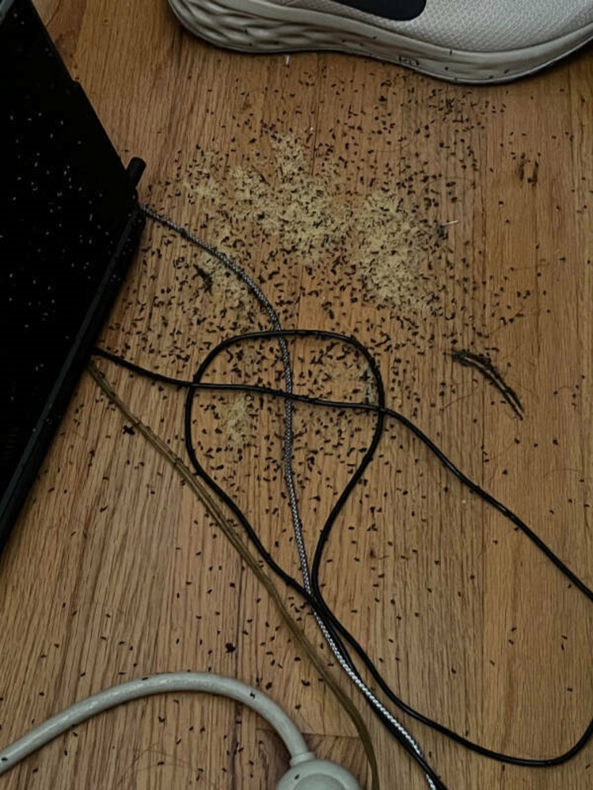 “Came back from vacation and ants built their colony in my laptop.”