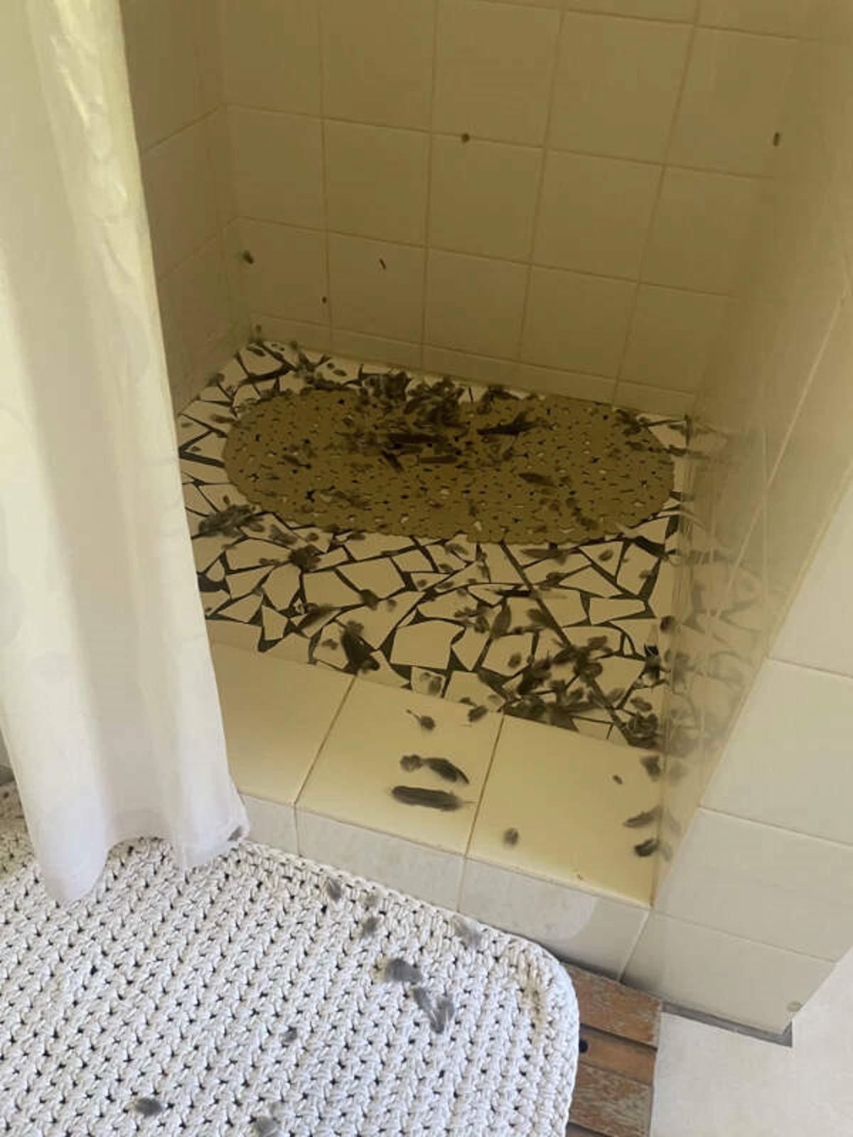 “Apparently my parents’ cats catch birds and bring them to the shower to finish them off.”