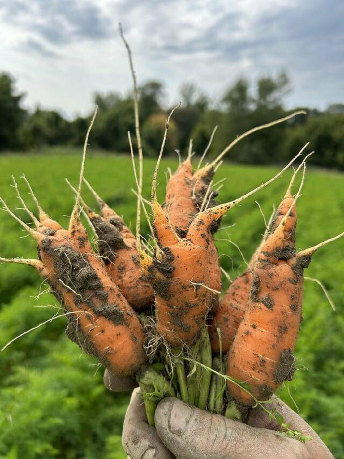 "We grew a half acre of carrots that all turned out like this (15,000 lbs)"