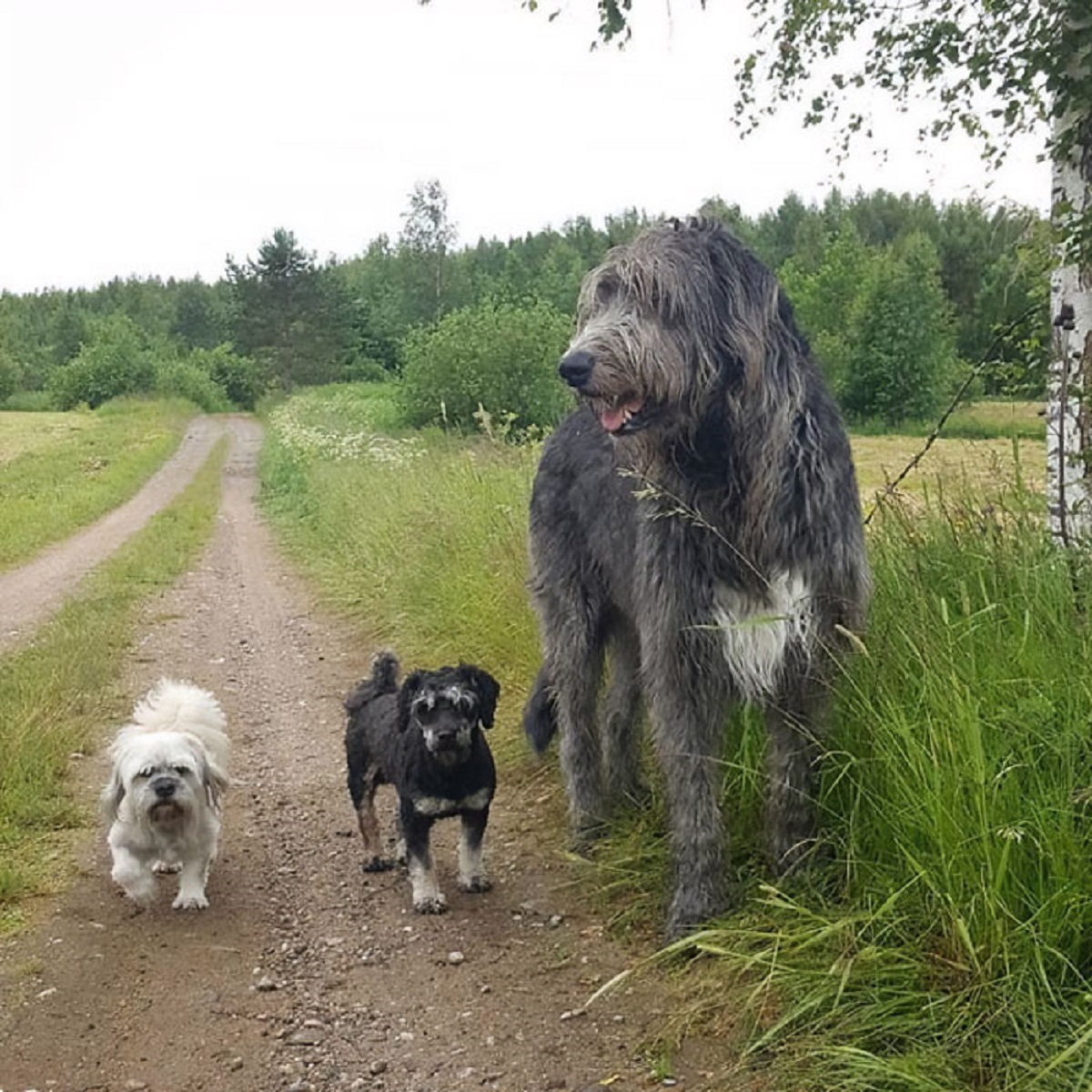 Big Irish Wolfhound