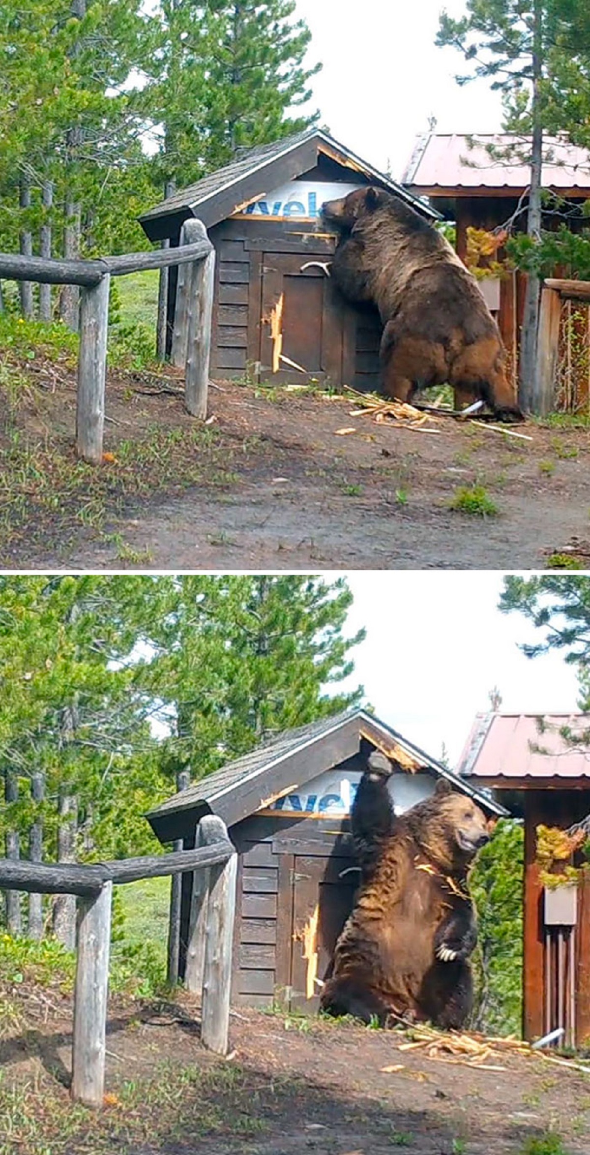 Our Old Generator Storage Structure On Montana’s Eastern Front Has Become Brutus’s Personal Scratching Tree