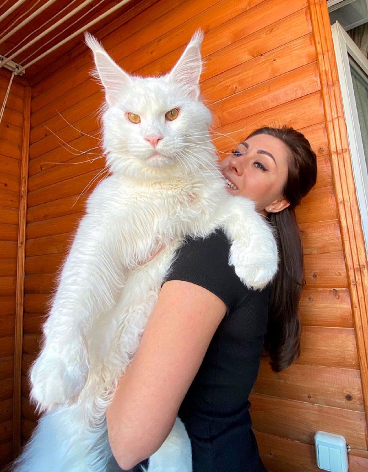 Kefir, The Giant Maine Coon Cat