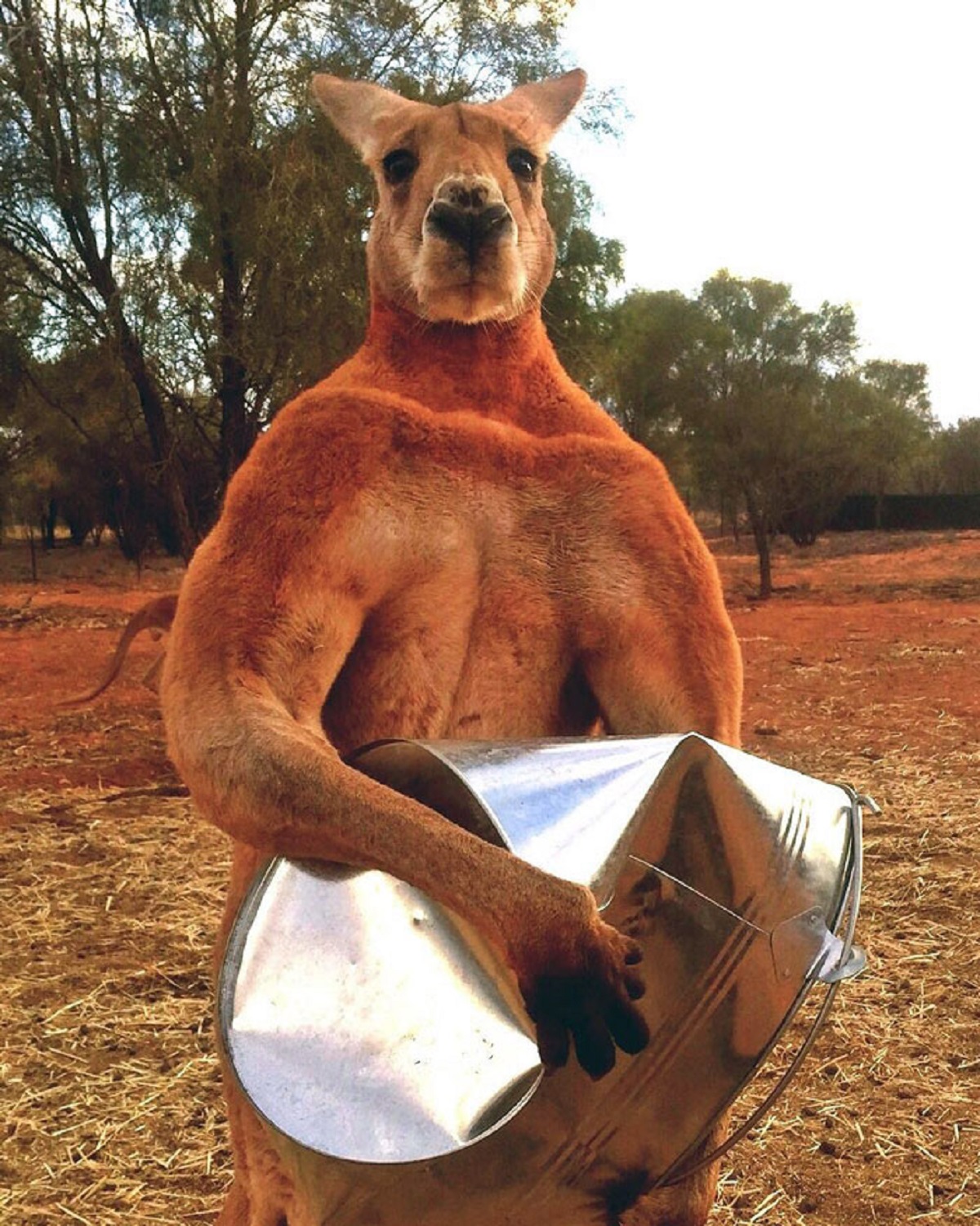 Roger's Favorite Game Is Crushing His Feed Bucket! He Is Our Alpha Male Kangaroo, He Is 10 Years Old, Height 6'7'', Weight 200 Pounds And 100% Muscle