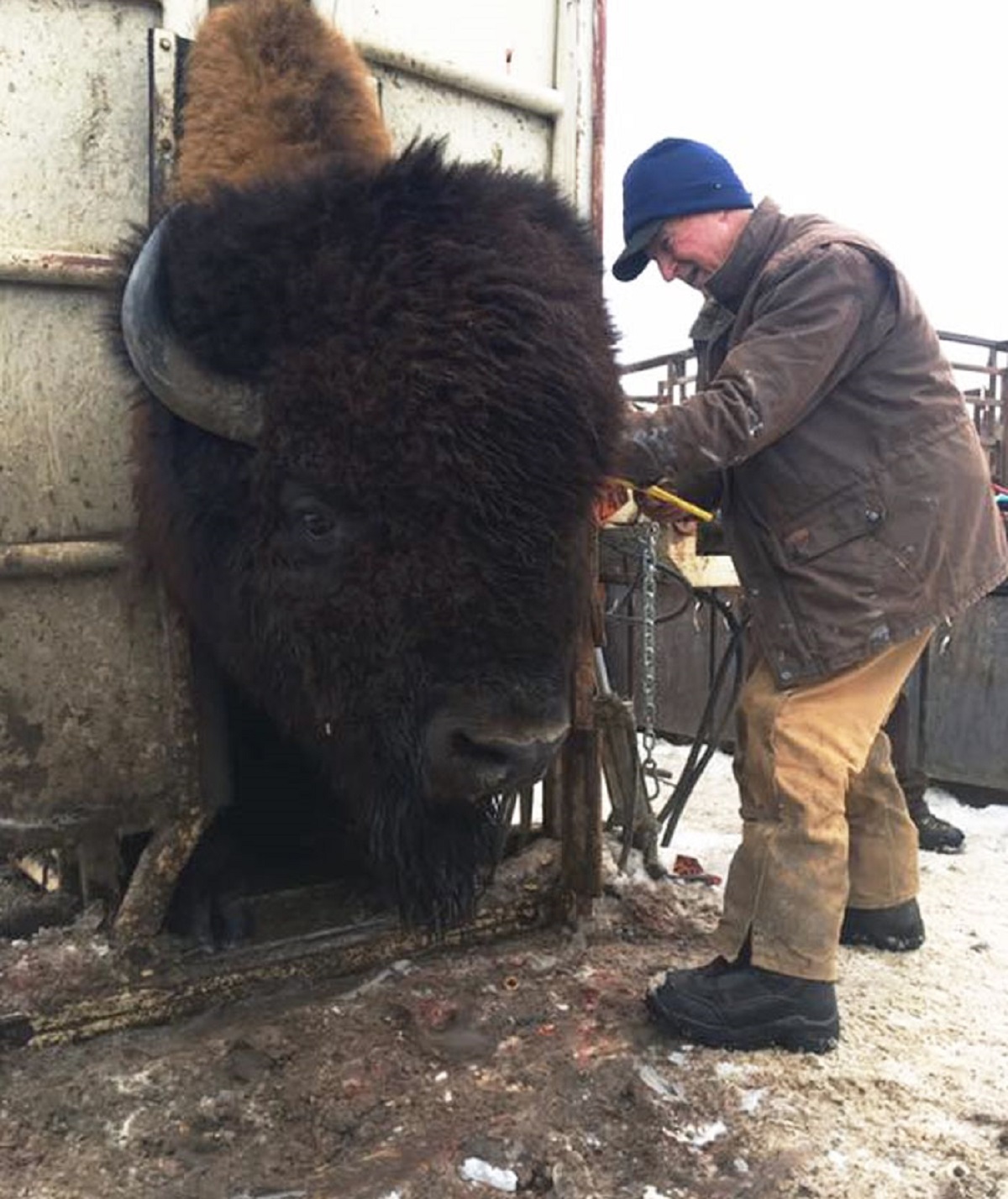 This Massive Bison Is Being Tagged And Blood Tested By Vets Before Export From Canada To The USA. It's Easy To See How Male Bisons Can Weigh Nearly A Ton