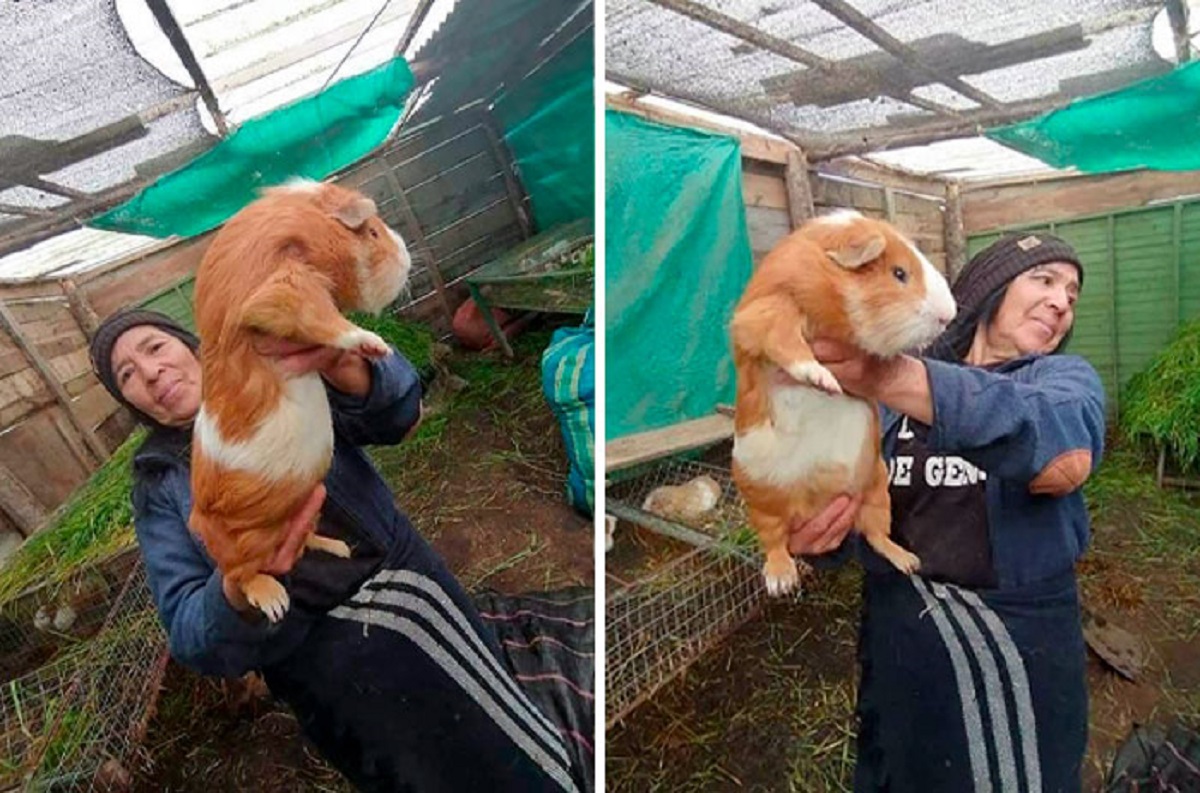 That’s Not A Guinea Pig, That’s A Guinea Hog